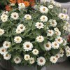 Cínia pôvabná plnokvetá biela Profusion Double White - Zinnia elegans - semená - 15 ks
