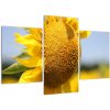 Obraz slnečnica (Obraz 90x60cm)