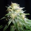Spliff Seeds - White Widow Automatic 5 ks - Semená neobsahujú THC