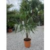 Trachycarpus fortunei vo výške 120-140 cm s výškou kmeňa 20 cm