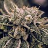 Expert Seeds - Northern Lights 10 ks - Semená neobsahujú THC