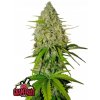 Fast Buds Semená kanabisu Grapefruit Auto 1 pcs