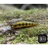 Wobler DUO Realis Rozante 63SP - Gold Yamame