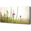 Foto obraz na plátne do obývačky Pažítka 100x50 cm