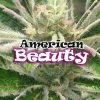 Dr. Underground - American Beauty 2 ks - Semená neobsahujú THC