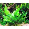 Anubias minima (Košíčková Ø 5,5 cm)