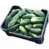 KRÁTKA UHORKA POĽSKO 5KG