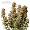 Seedstockers Superior - Thunder Banana Auto 5 ks - semená neobsahujú THC