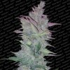 Paradise Seeds Vertigo neobsahuje THC 3 semena