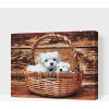 Vymalujsisam.sk Maľovanie podľa čísiel - Šteniatka v košíku Veľkosť: 30x40cm, Rám: Bez rámu, iba zrolované plátno
