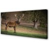 Obraz na plátne Jeleň v poli 100x50 cm