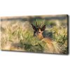 Foto obraz na plátne do obývačky Jeleň na poli 100x50 cm