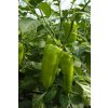 PAPRIKA GARAM F1 1000 semien