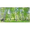 Foto-obraz fotografie na skle brezy 100x50 cm