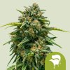 Royal Queen Seeds - Sweet Skunk Automatic 5 ks - Semená neobsahujú THC.