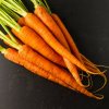 BIO Mrkva skorá Amiva - Daucus carota - bio semená - 400 ks