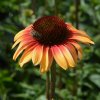 Echinacea Sombrero ´Yellow Red´