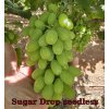 Vinič Sugar Drop (ARRA 30) bezsemenný USA