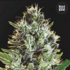 Bulk Seed Bank - Auto Sunmango 10 ks - semená neobsahujú THC