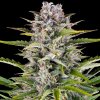 Barney´s Farm - Gorilla Zkittlez Auto 5 ks - Semená neobsahujú THC.
