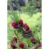 Smrekovec Opadavý Larix decidua výška do 80 cm