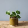 Pilea Peperomioides baby