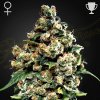 Green House Seed - Jack Herer 3 ks - Semená neobsahujú THC