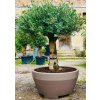 Jarná akcia - Olea europaea, deco kvetináč 90L výška s kvetináčom 170 - 180cm (skladom cez 20 kusov, výška s kvetináčom 170- 180cm)