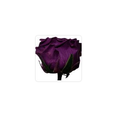 Darčeková stabilizovaná ruža - fialová