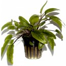 Cryptocoryne wendtii 'Tropica'