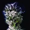 The Kush Brothers Seeds - Petro $ OG 1 ks - Semená neobsahujú THC