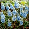 Modrica Valerie Finish - Muscari armeniacum - predaj cibuľovín - 5 ks