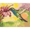 zuty Zuty - Maľovanie Podľa Čísel - Kolibrík A Ružová Kvetina, 40X50 Cm, Plátno (8596530068969)