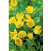 Lysimachia nummularia - Čerkáč peniažtekový