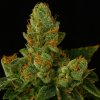 Propaganja Seeds Stockton Slap OG Auto semienka neobsahujú THC 5 ks