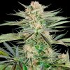 Sensi Seeds Research - Screwdriver OG 10 ks - semená neobsahujú THC