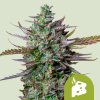 Royal Queen Seeds Cannabis Seeds Blue Cheese Auto 5 ks