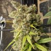 Ace Seeds - Super Malawi Haze regular 10 ks - Semená neobsahujú THC