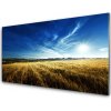 Skleneny obraz Pole obilie slnko krajina 100x50 cm