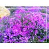 Flox šidlolistý - Phlox subulata 'Purple Beauty'