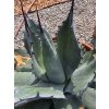 Agave aplanata v šírke 50 cm, celkovej výške 56 cm