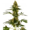 Sensi Seeds Blue Bullet Automatic semena neobsahuji THC 5 ks