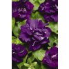 Petunia Multiflora Double, Duo Series F1 Blue 1000 semien