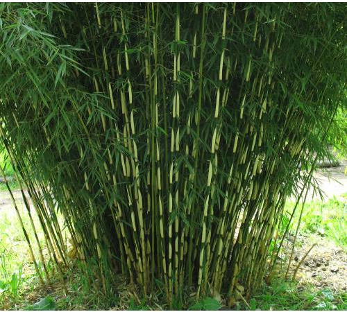 Bambus ´Fargesia Robusta Campbell´