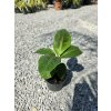 Jedlý banánovník – Musa acuminata ‘Dwarf Cavendish’ v celkovej výške 40 cm