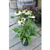 Echinacea ´ Sombrero Blanco ´ Clt.3,5