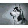 ZUTY Maľovanie podľa čísel SIBÍRSKY HUSKY Rámovanie vypnuté plátno na rám Rozmer 80 x 100 cm