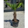 Trachycarpus wagnerianus v celkovej výške 140 cm, s výškou kmeňa 50 cm