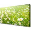 Obraz na plátne Lúka sedmokrásky príroda 100x50 cm