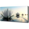 Foto obraz na plátne Kvet lotosu 100x50 cm